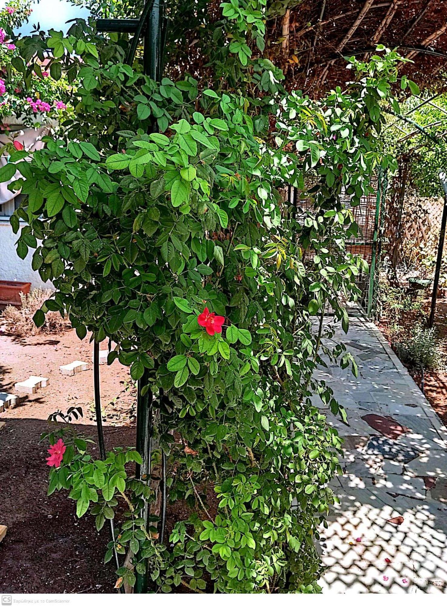 Εξοχικό Maria Villa Ambelakia Exterior foto